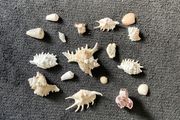 Shells