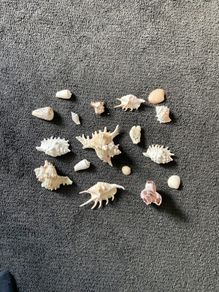 Shells
