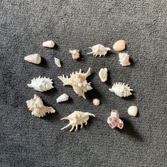 Shells