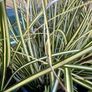 Evergreen plant Image 7