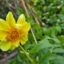 dahlia plant Image 2