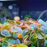 Premium Red Root Floaters & Frogbit Image 3