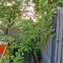Free Trees / Shrubs Image 3