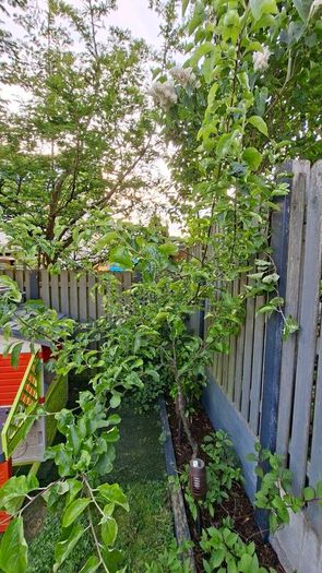 Free Trees / Shrubs