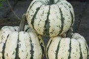 (S) Winter Squash seeds Sweet Dumpling 1g (298106)