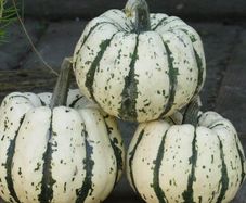 (S) Winter Squash seeds Sweet Dumpling 1g (298106)