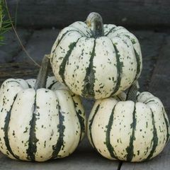 (S) Winter Squash seeds Sweet Dumpling 1g (298106)