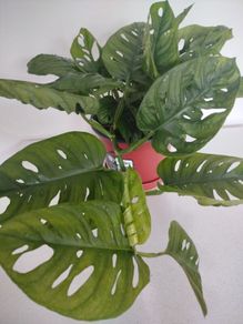 Monstera Monkey Mask plant