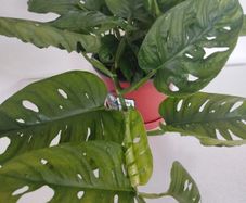 Monstera Monkey Mask plant