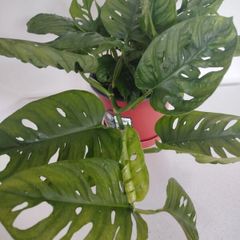 Monstera Monkey Mask plant