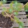 Bonsai Image 8