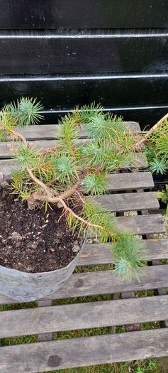 Bonsai