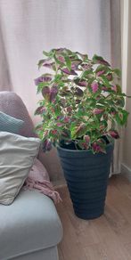Coleus Houseplant & Tall Premium Planter