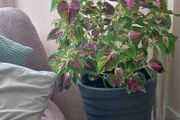 Coleus Houseplant &amp; Tall Premium Planter