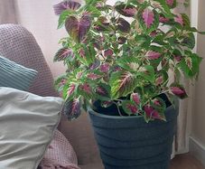 Coleus Houseplant & Tall Premium Planter