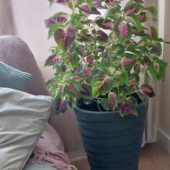 Coleus Houseplant & Tall Premium Planter