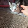 kittens Image 3