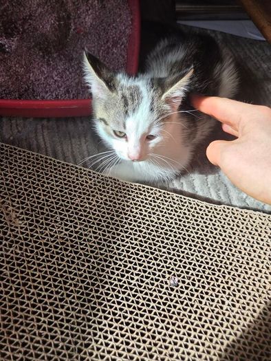 kittens