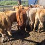 7 heifers Image 9