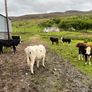 Weanling bullock Image 4