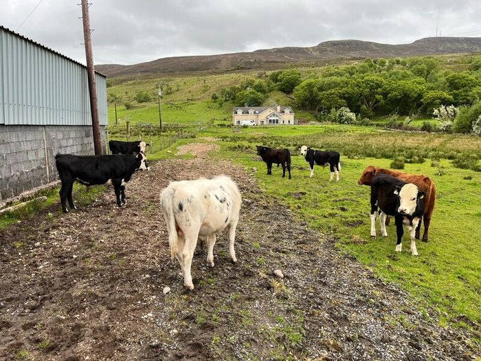 Weanling bullock
