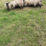 Lambs Image 8