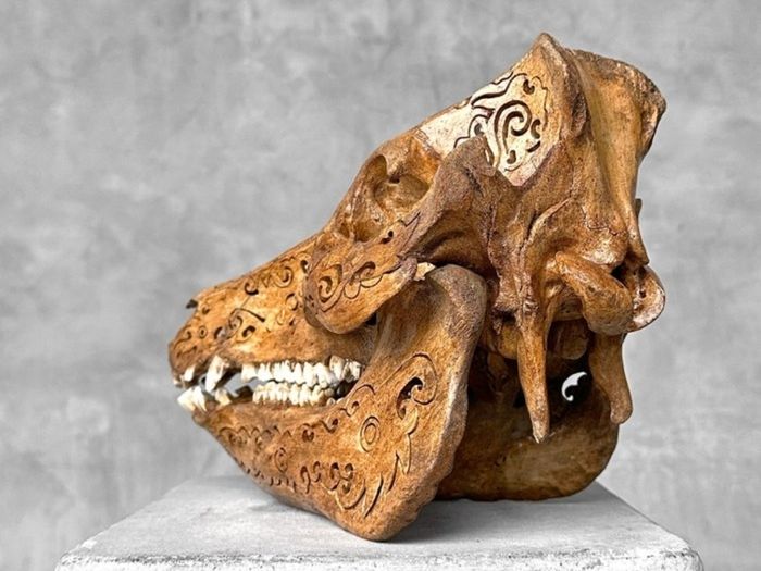 Authentic Hand Carved Wild Boar Skull - Bone