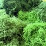 Artificial moss pack - 3 shades of green Image 3
