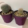 cactus plant Image 2