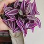 Tradescantia Pink Paradise plant Image 2