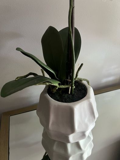 plant artificial orchids