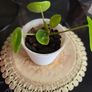 plant Image 4