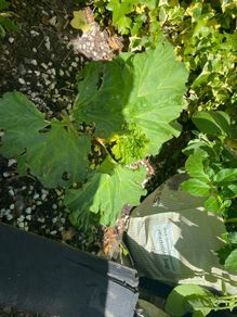 rhubarb