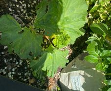 rhubarb