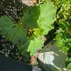 rhubarb