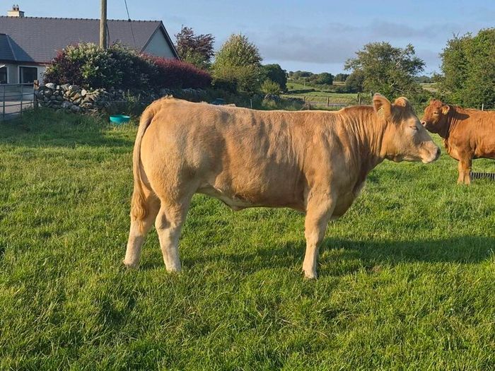Cattle