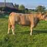 Cattle Image 10