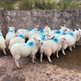 Ewe lambs Image 2