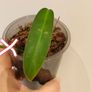 No.2 Philodendron Bi Colour baby Image 2