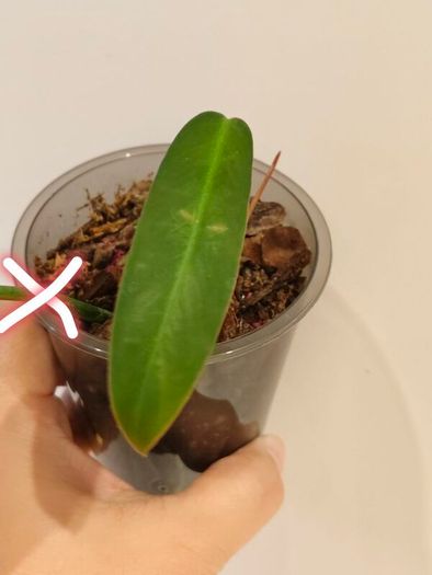 No.2 Philodendron Bi Colour baby