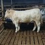 Pb Charolais Bull Image 6