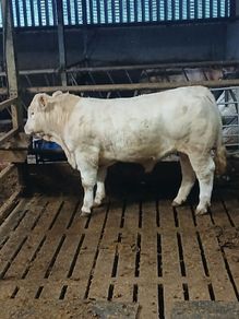Pb Charolais Bull