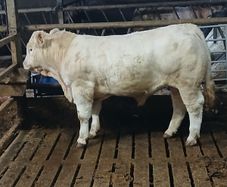 Pb Charolais Bull