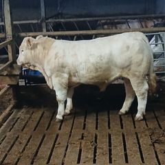 Pb Charolais Bull