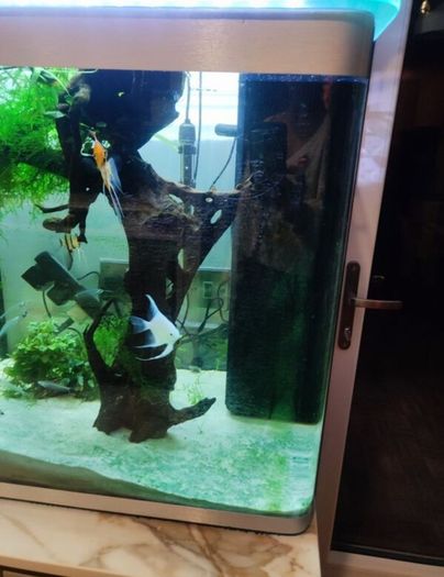 Fluval 150lt aquarium