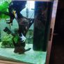Fluval 150lt aquarium Image 3