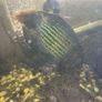 Green terror Image 3