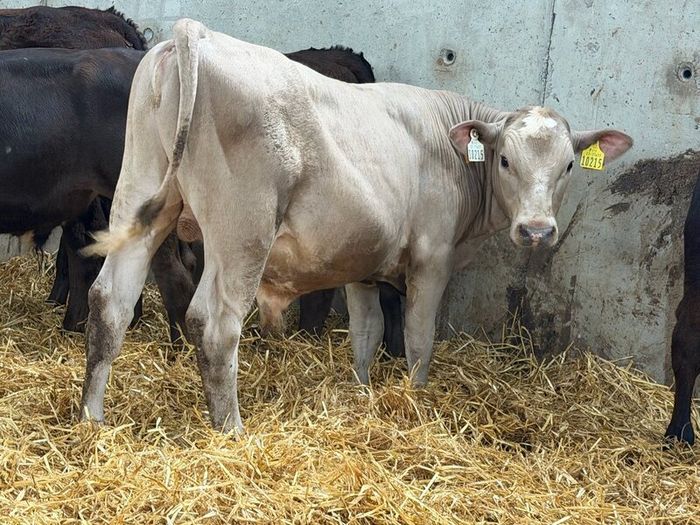 10 Charolais and Limousin Weanlings