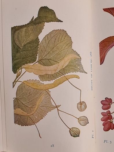 .The Observers Book Of TRRES & shrubs Of The British ISLES. 240 PAGES POCKET SIZE.