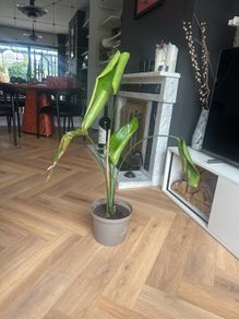 Strelitzia (Bird of Paradise) Indoor Plant